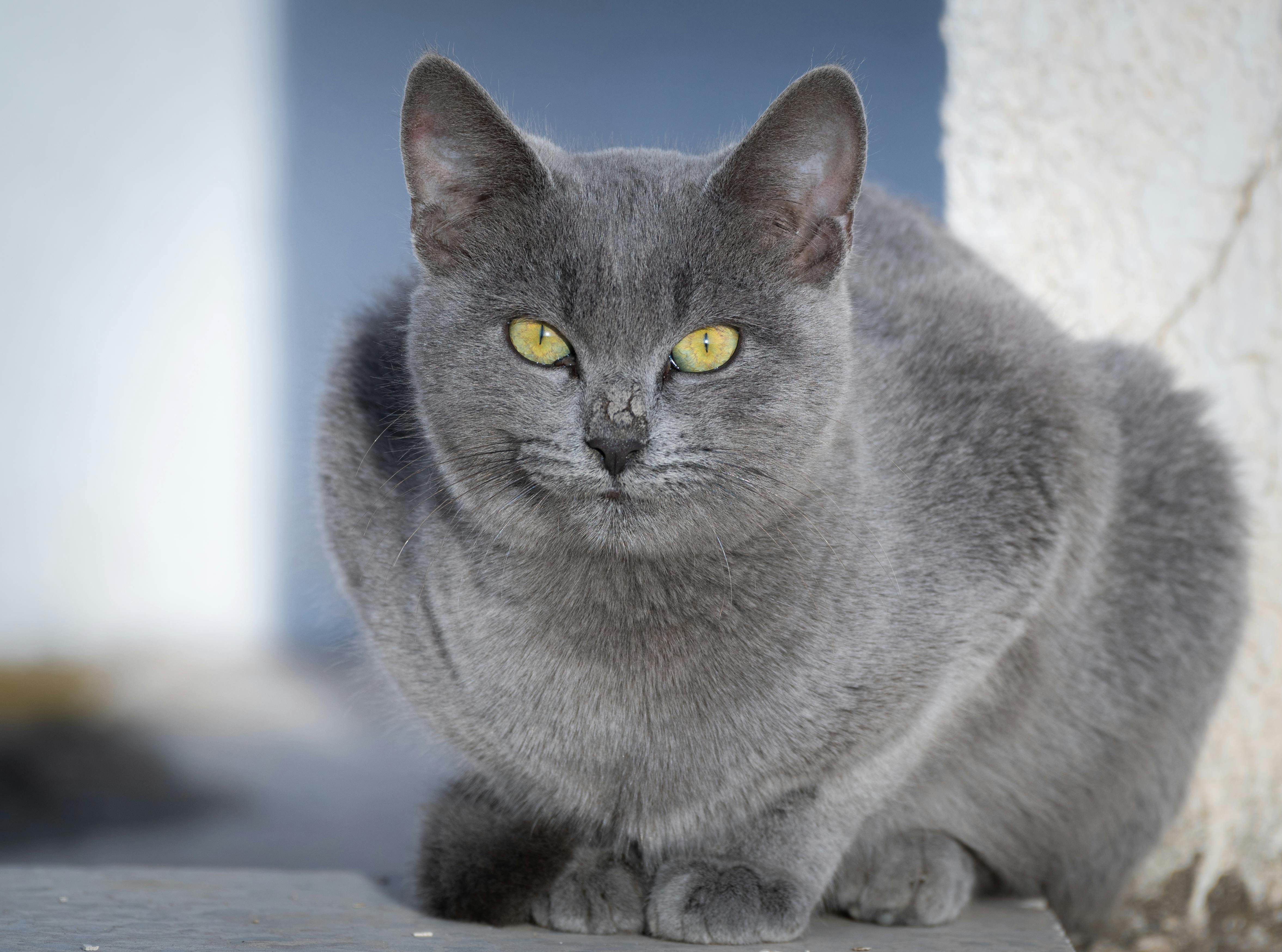 russian blue stray cat