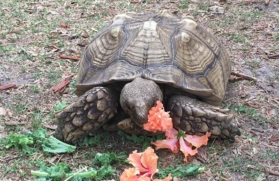 tortoise eating vegtation